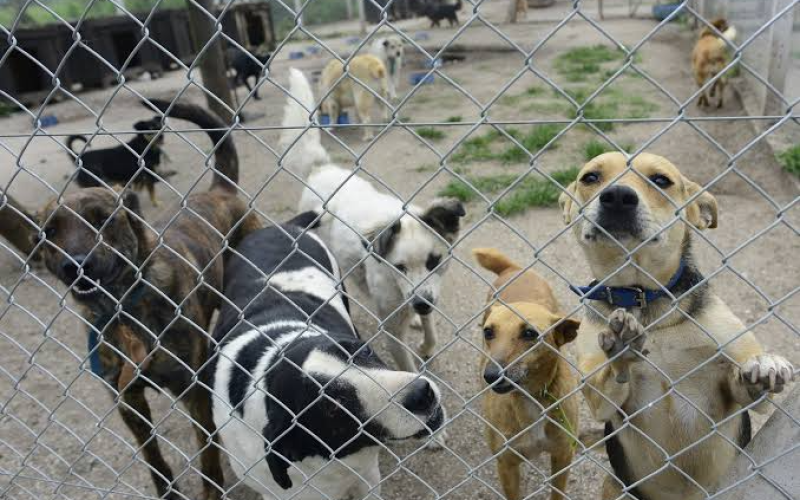 Elda Lenardon proteccionista de animales, explic&oacute; la situaci&oacute;n actual en La Plata